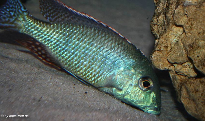 Lethrinops oculatus 'Chesese'